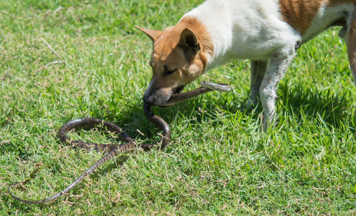 Cachorro mordendo uma cobra.