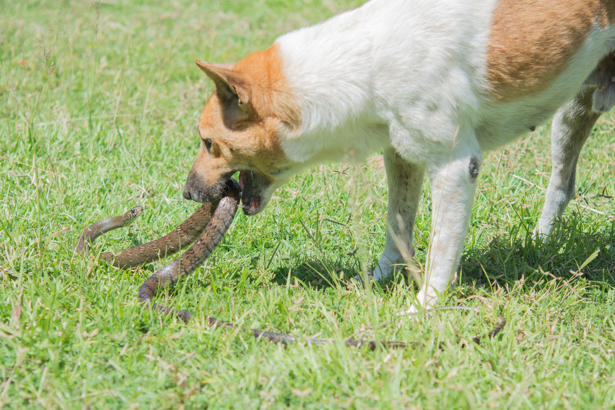 Cachorro atacando uma cobra.