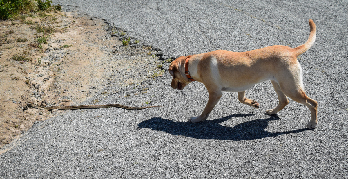 Cachorro correndo atrás de uma cobra.