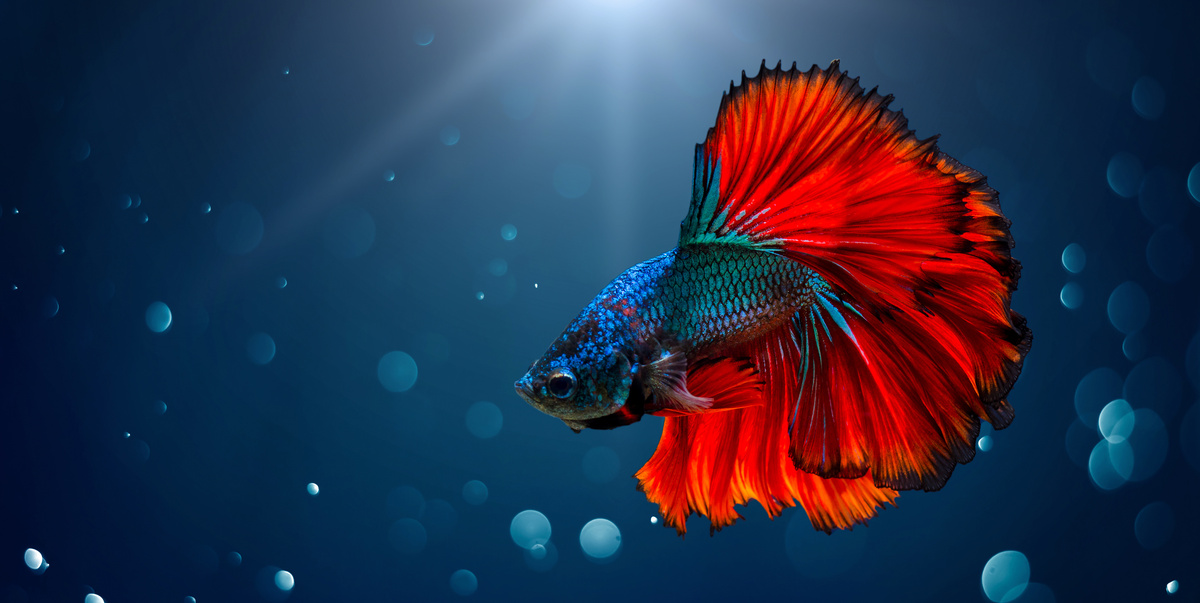 Peixe azul e vermelho brilhante nadando no mar.