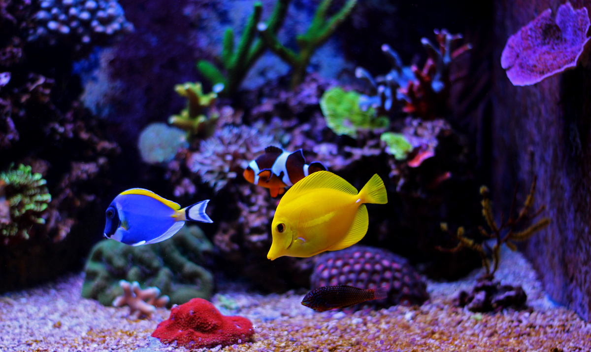 Peixes coloridos nadando em grupo.