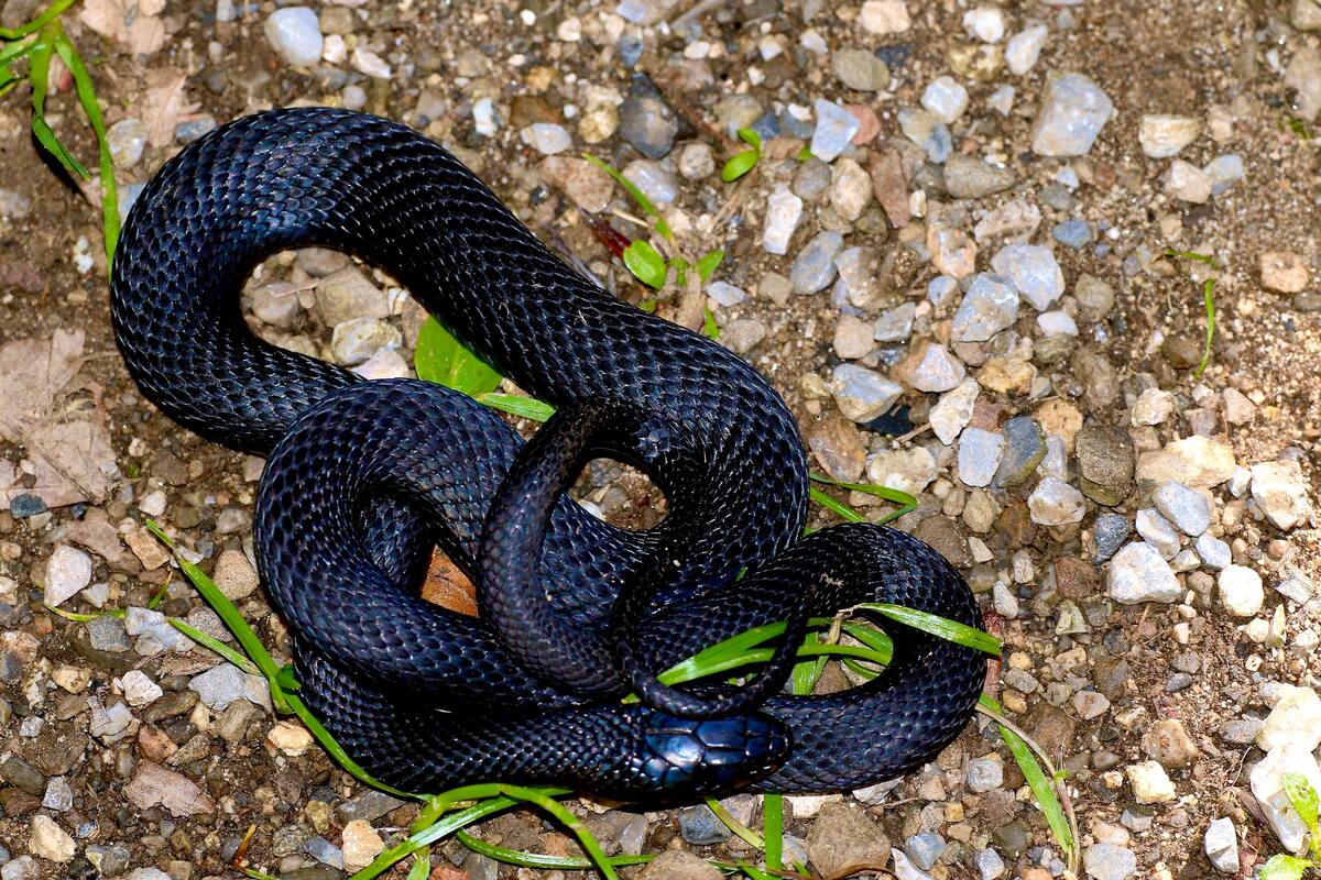 Sonhar com Cobra Preta: O que significa?