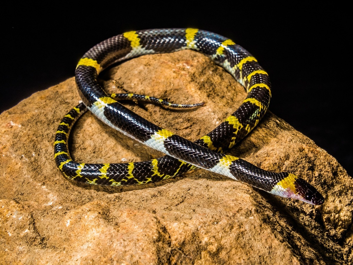 Cobra amarela e preta