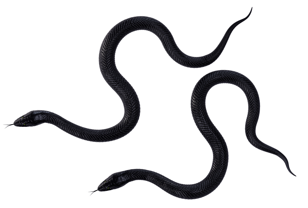 Duas cobras pretas