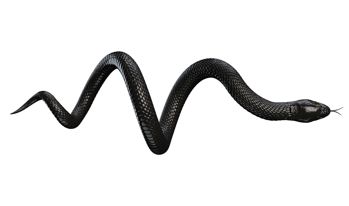 Uma cobra preta em fundo branco