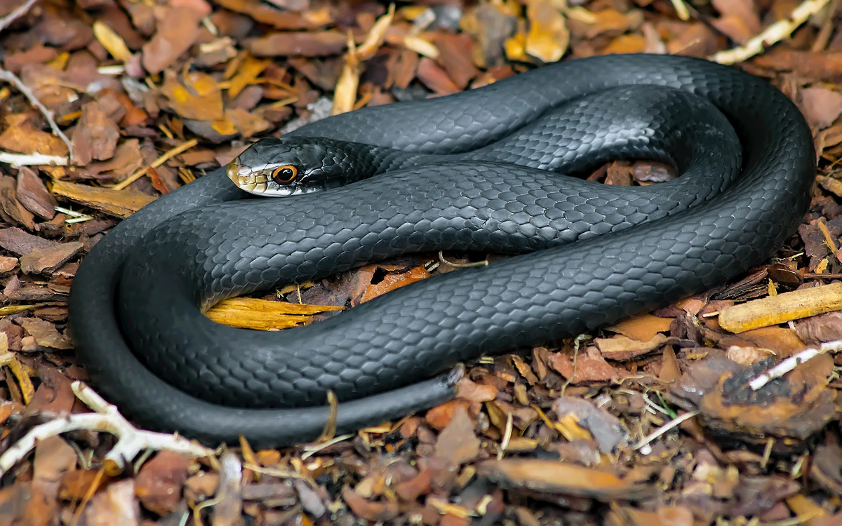 Cobra preta enrolada no chão