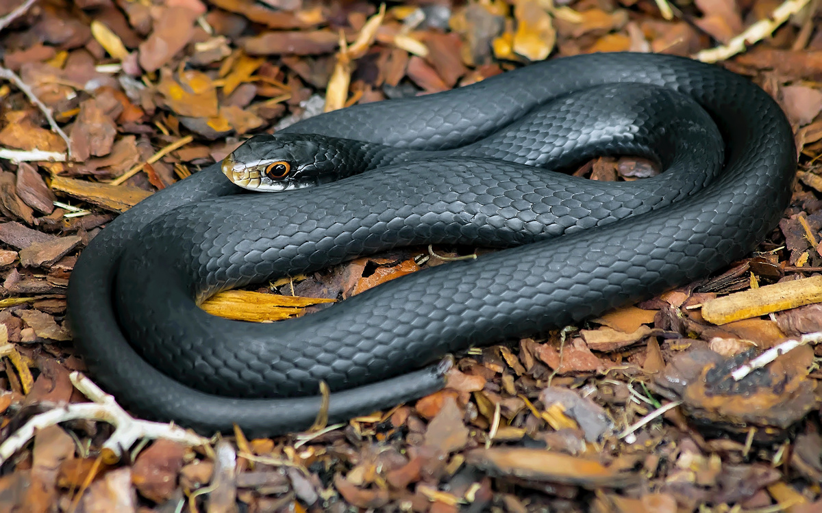 black snake with white vertical stripes