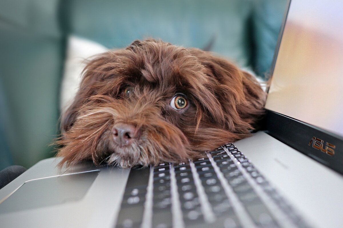 Cachorro de pelo marrom e longo olhando para o lado enquanto apoia o queixo em teclado de notebook.
