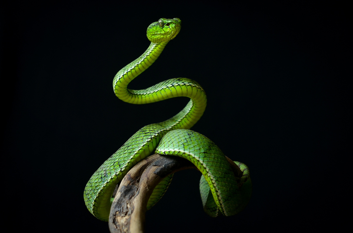 Cobra verde em galho.