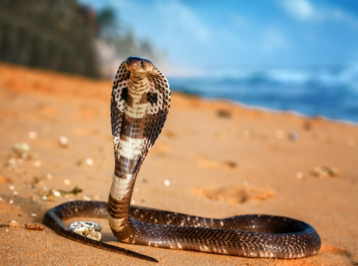 Cobra naja ao ar livre.