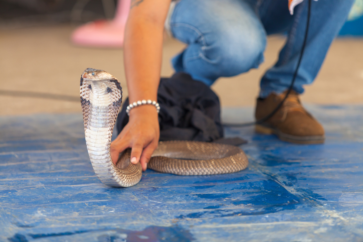 Significado de sonhar com cobra naja. Veja se há o que temer