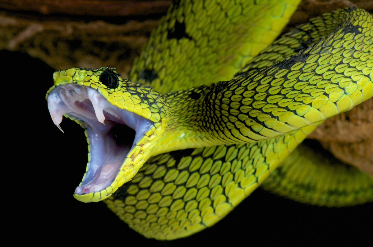 Cobra verde em galho com a boca aberta em sinal de ataque.