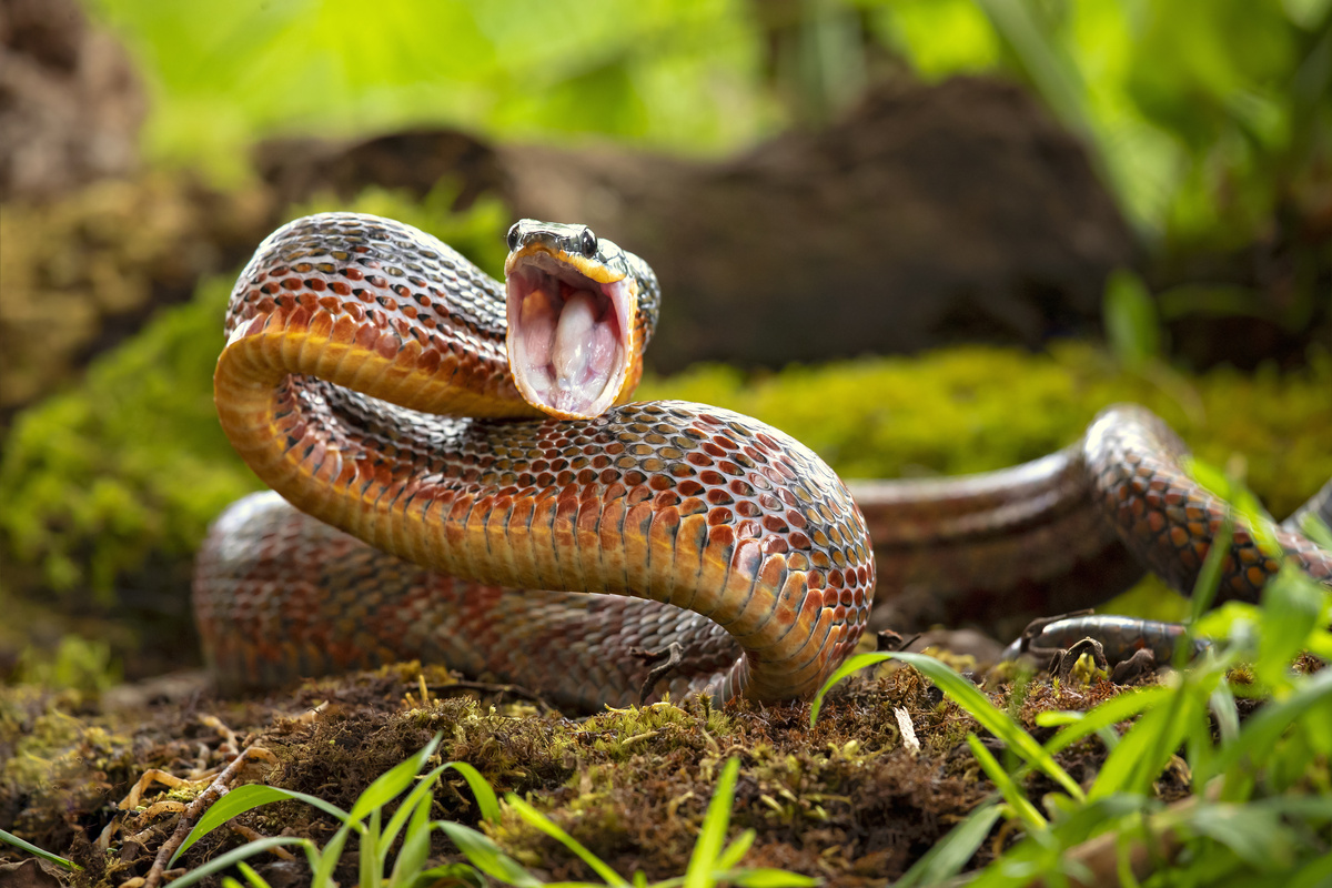 Cobra marrom no chão de terra em posição de ataque.