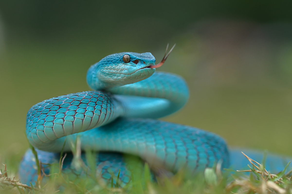 Cobra azul enrolada.