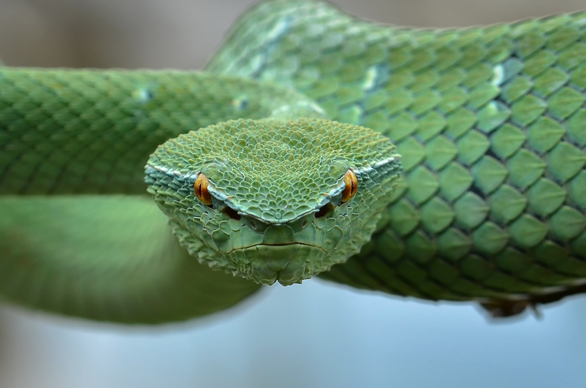 Cobra verde enrolada em galho com a cabeça centralizada.