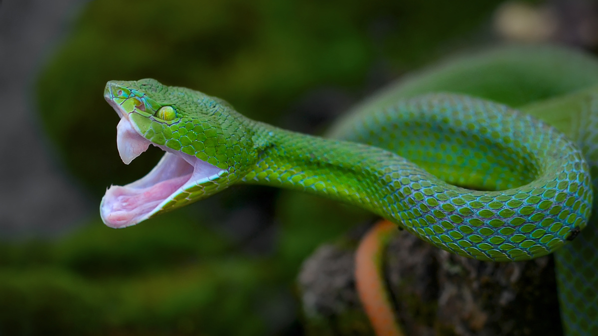 Cobra verde em galho em posição de ataque.