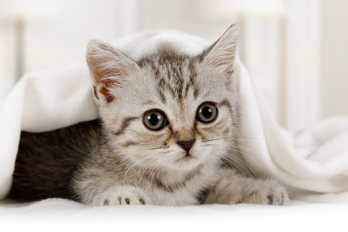Filhote de gato malhado debaixo de lençol branco com a cabeça para fora.