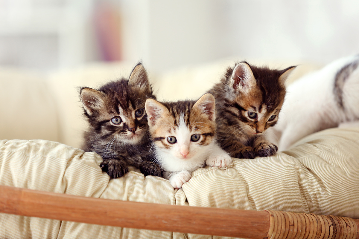 Três filhotes de gato um ao lado do outro sobre superfície macia.