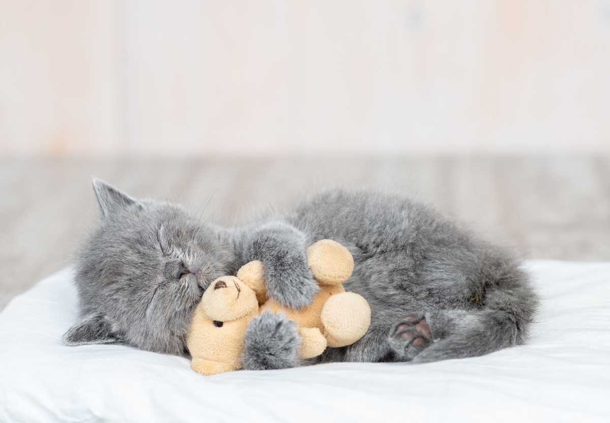Filhote de gato cinza deitado em lençol branco e abraçando ursinho de pelúcia pequeno.