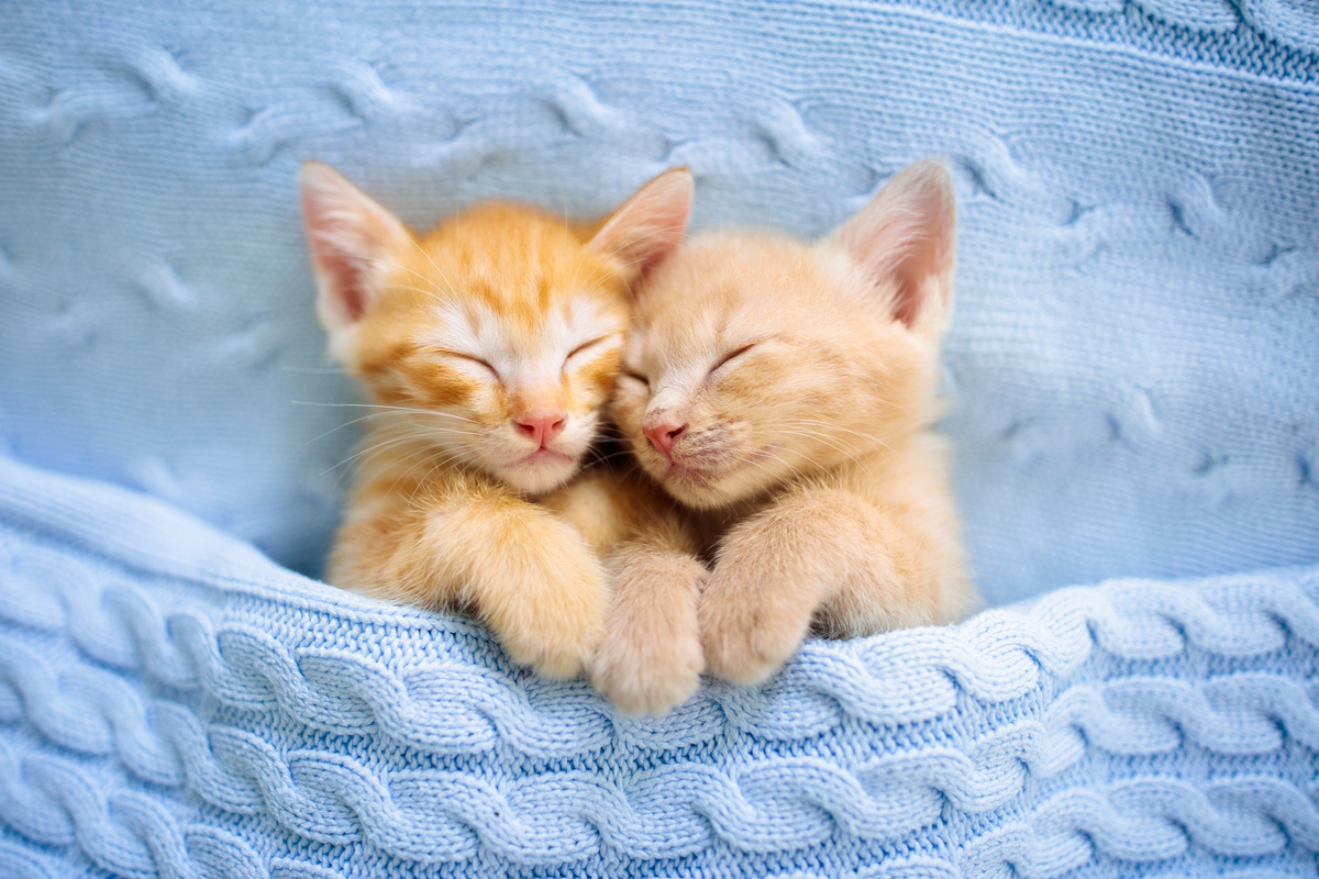 Dois filhotes de gato laranjas dormindo lado a lado debaixo de coberta azul.