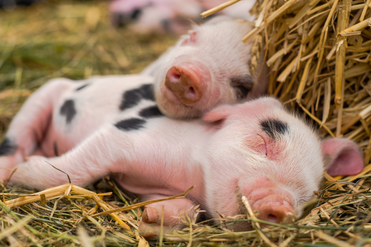 Filhotes de porco dormindo.