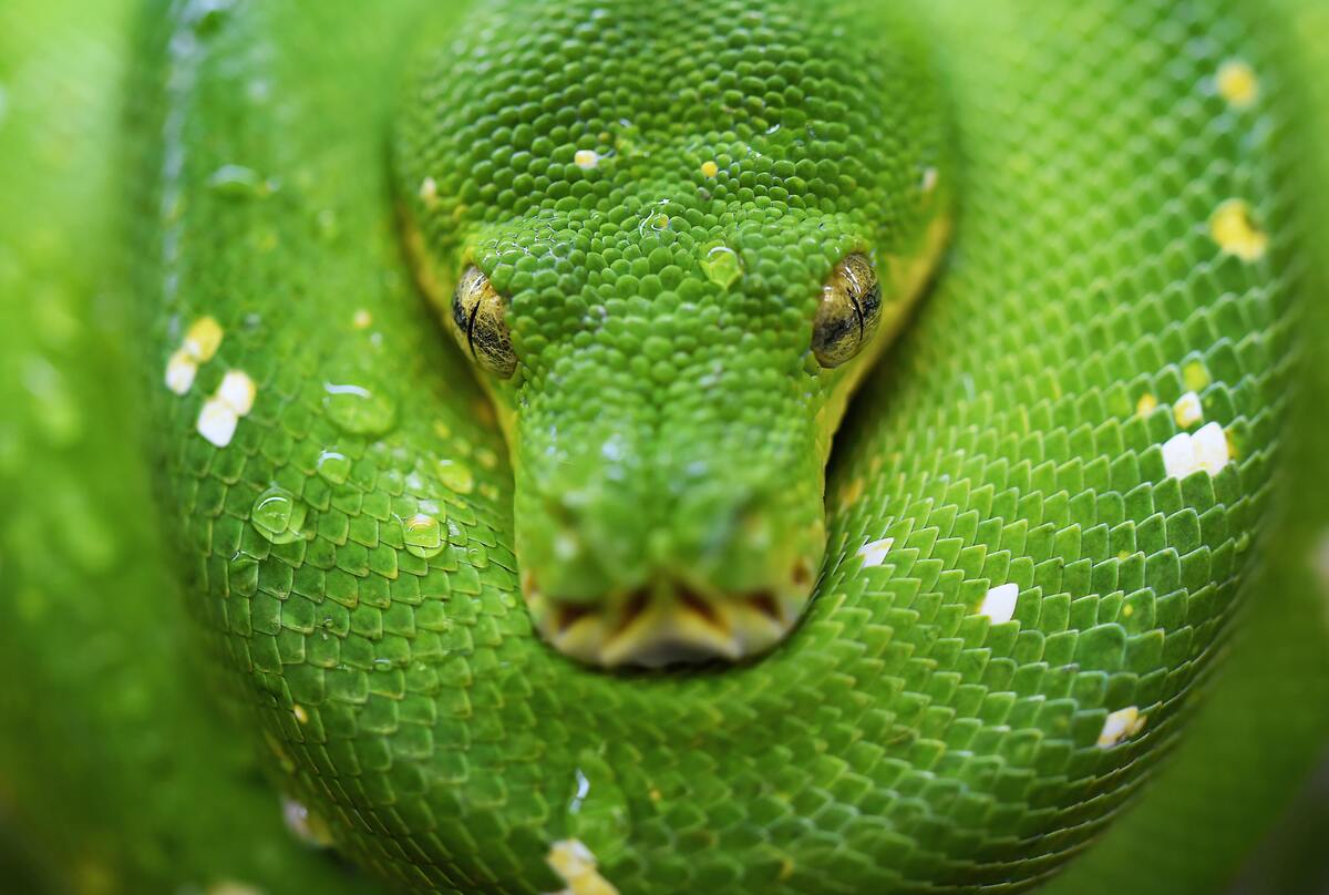 Cobra verde enrolada em si mesma.