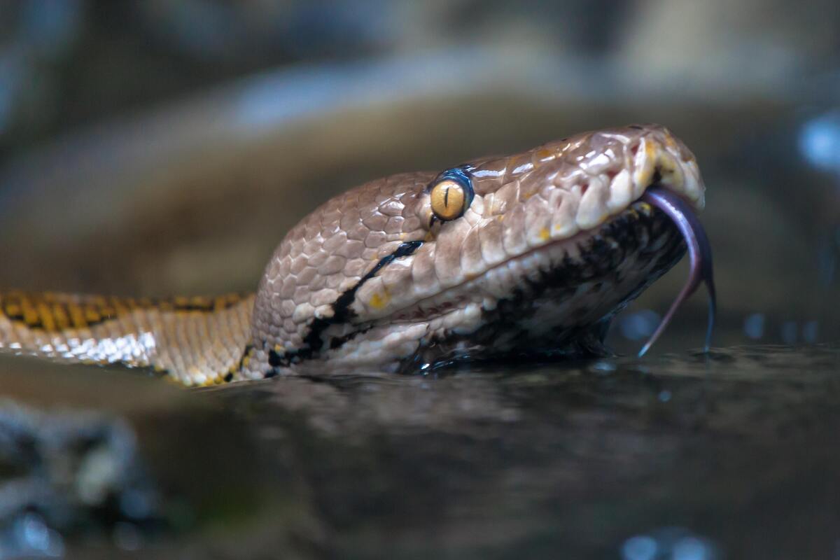 Cobra Anaconda em água.