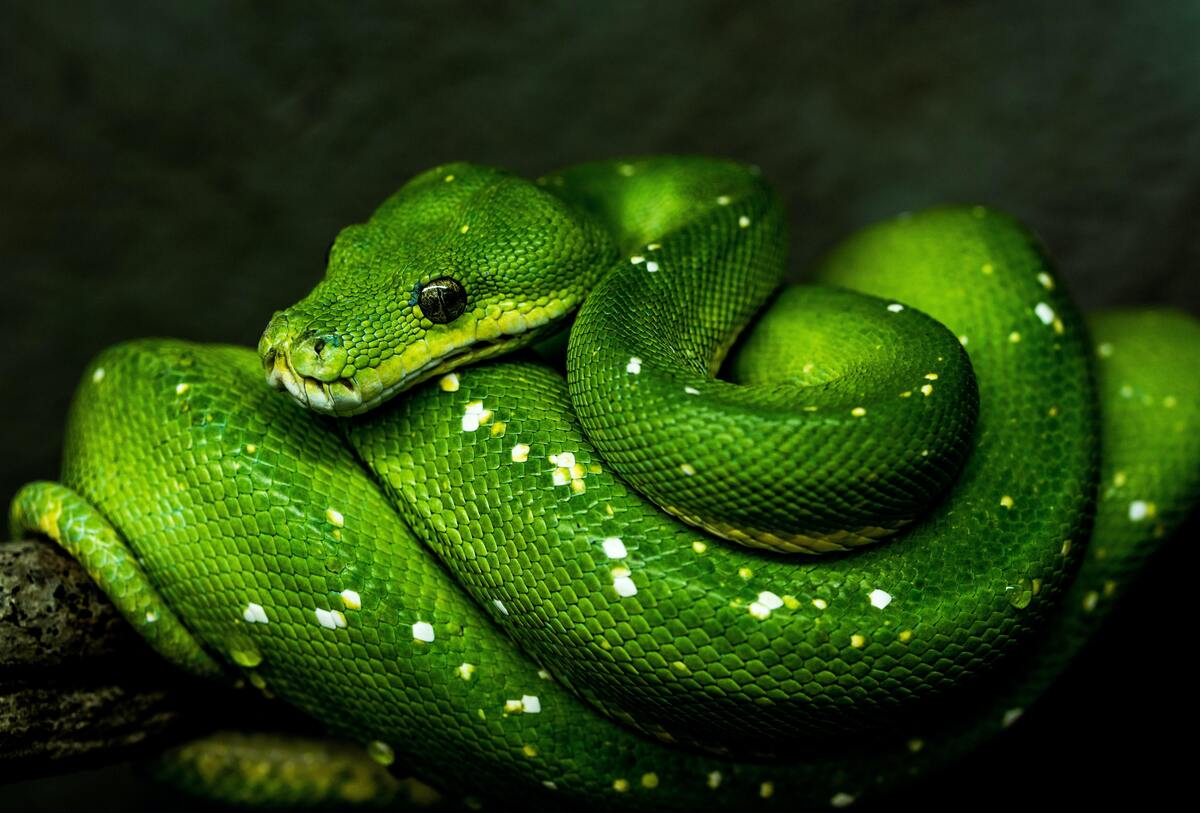 Cobra grande verde enrolada em galho de árvore.
