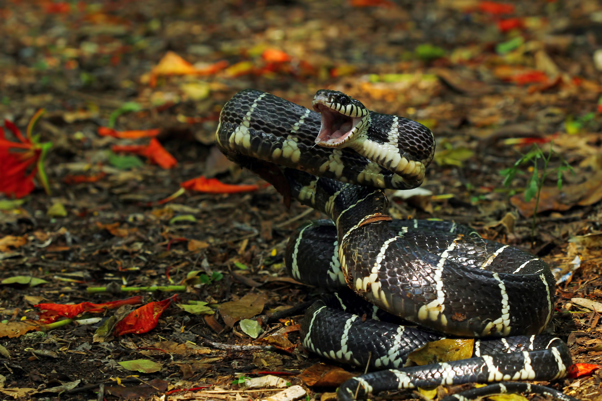 Cobra enrolada sobre o chão de floresta.