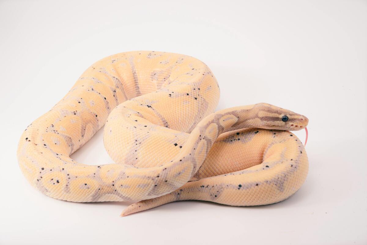 Cobra grande amarela enrolada em fundo branco.