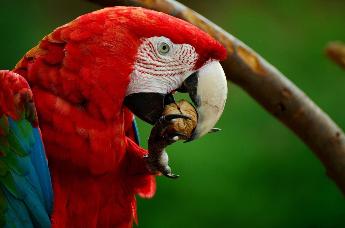 Imagem aproximada de arara vermelha comendo coquinho. 
