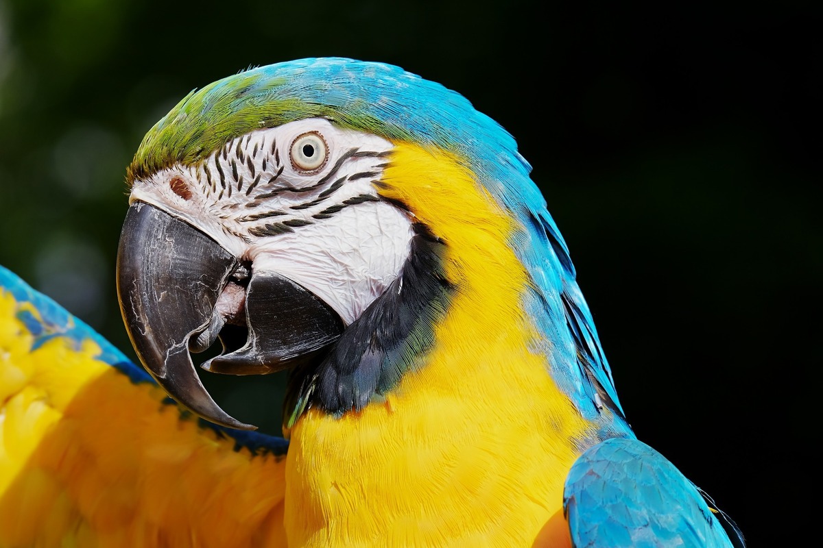 Imagem aproximada de arara com penas azuis, verdes e amarelas.