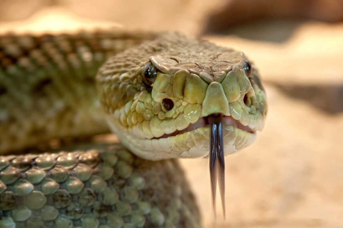 Imagem aproximada de cobra, que carrega veneno em suas presas. 
