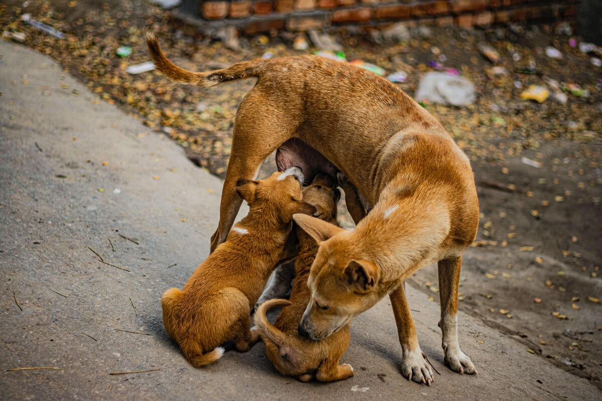 Cachorro amamentando filhotes