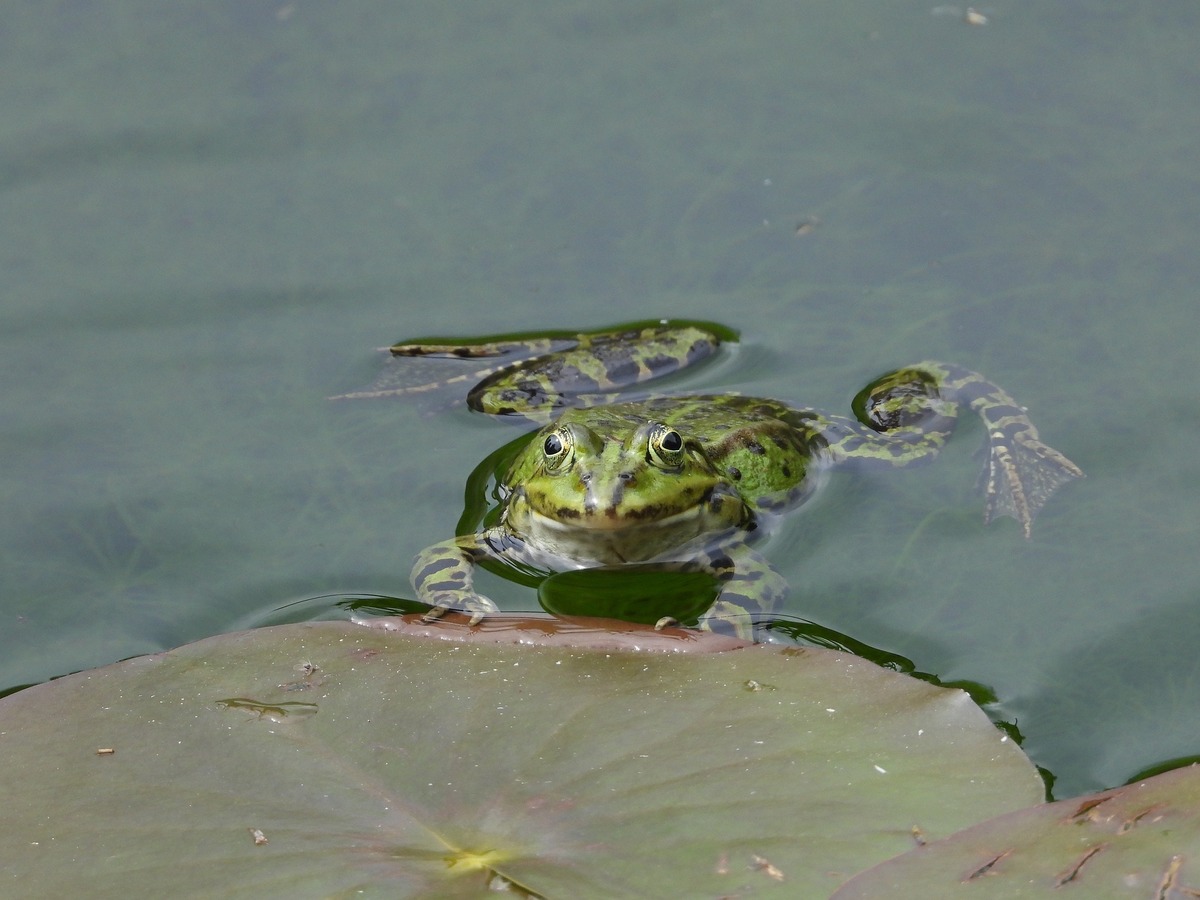 Perereca verde nadando em lagoa com Vitória-régia ao lado