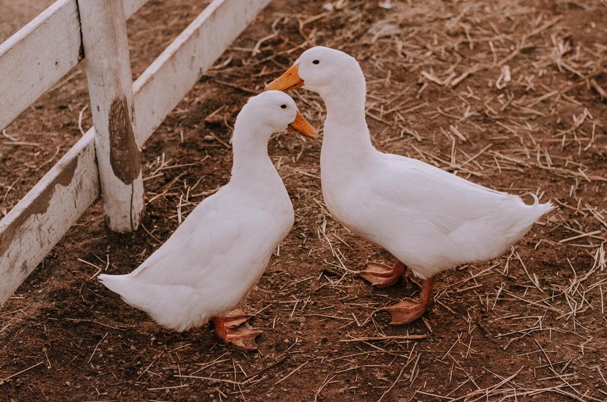 Dois patos brancos se olhando.