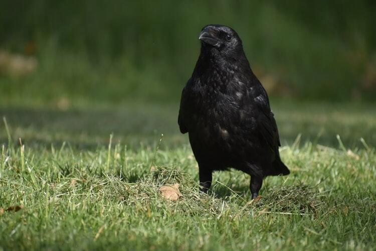 Corvo preto pousado em gramado