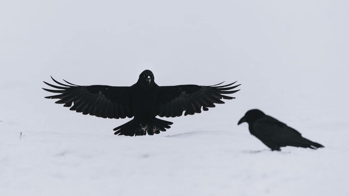 Corvo voando ao lado de corvo pousado na neve