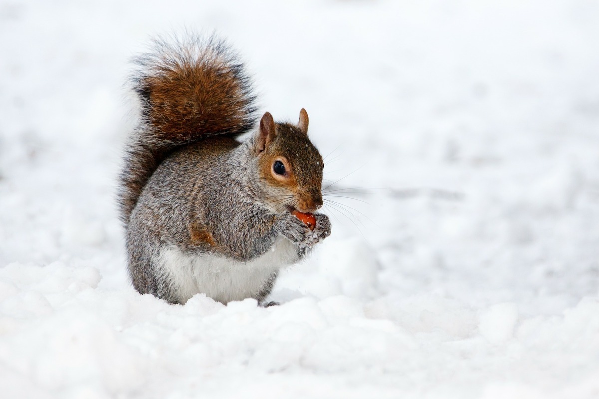 Esquilo cinza roendo algo em meio a campo coberto por neve.