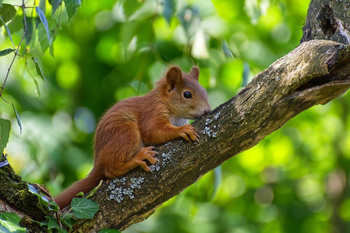Esquilo pequeno e marrom se segurando em galho de árvore.