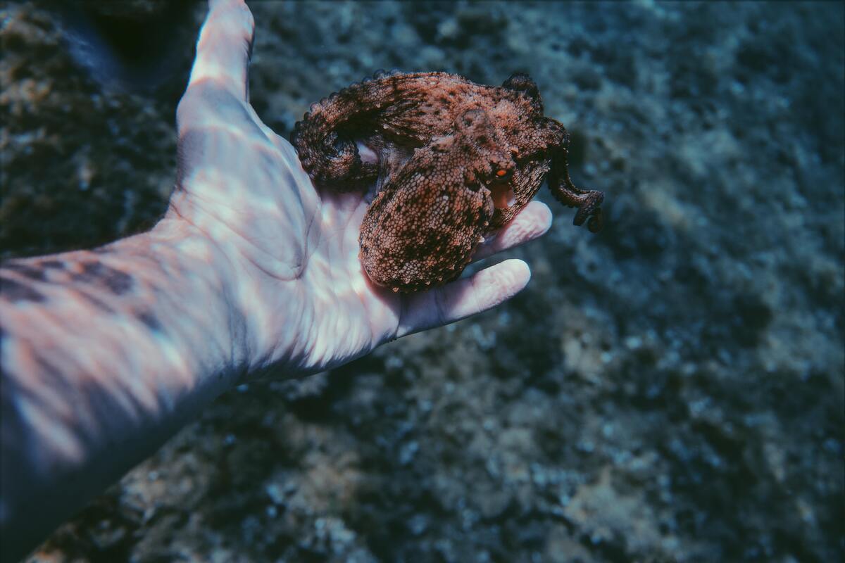 Mão de um homem segurando um polvo dentro do mar.