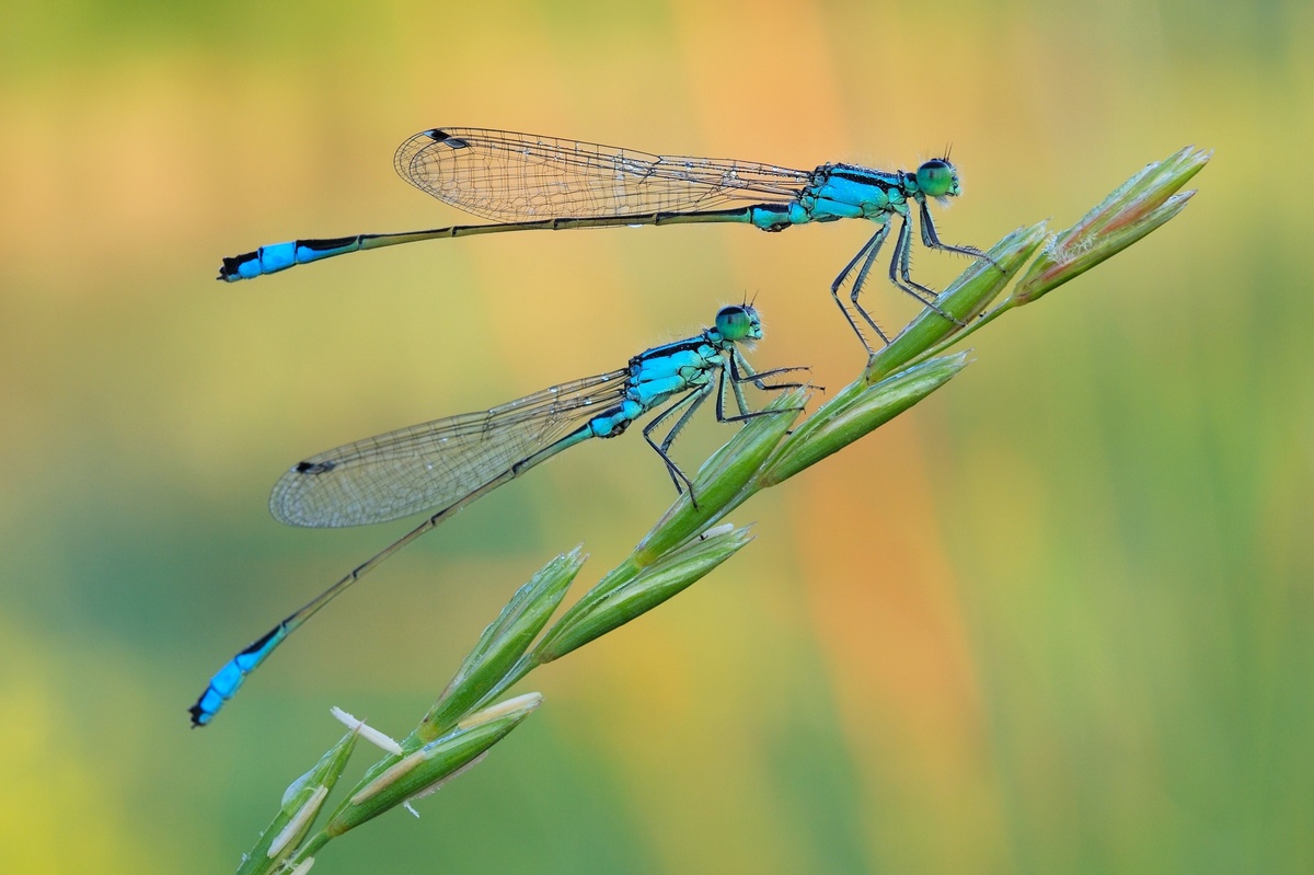 Duas libélulas azuis sobre planta.