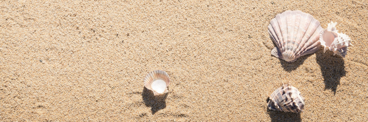 Areia da praia com conchas