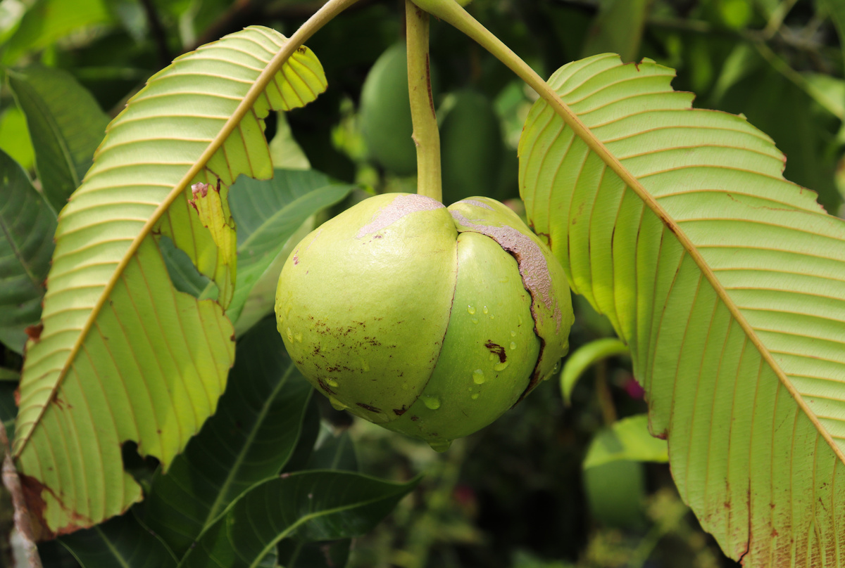 Fruto da árvore maçã-de-elefante ainda em galho.