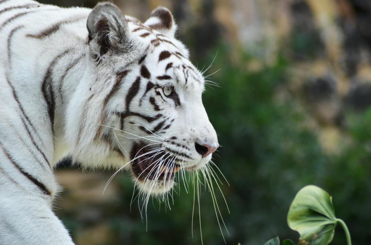 Tigre branco de perfil.