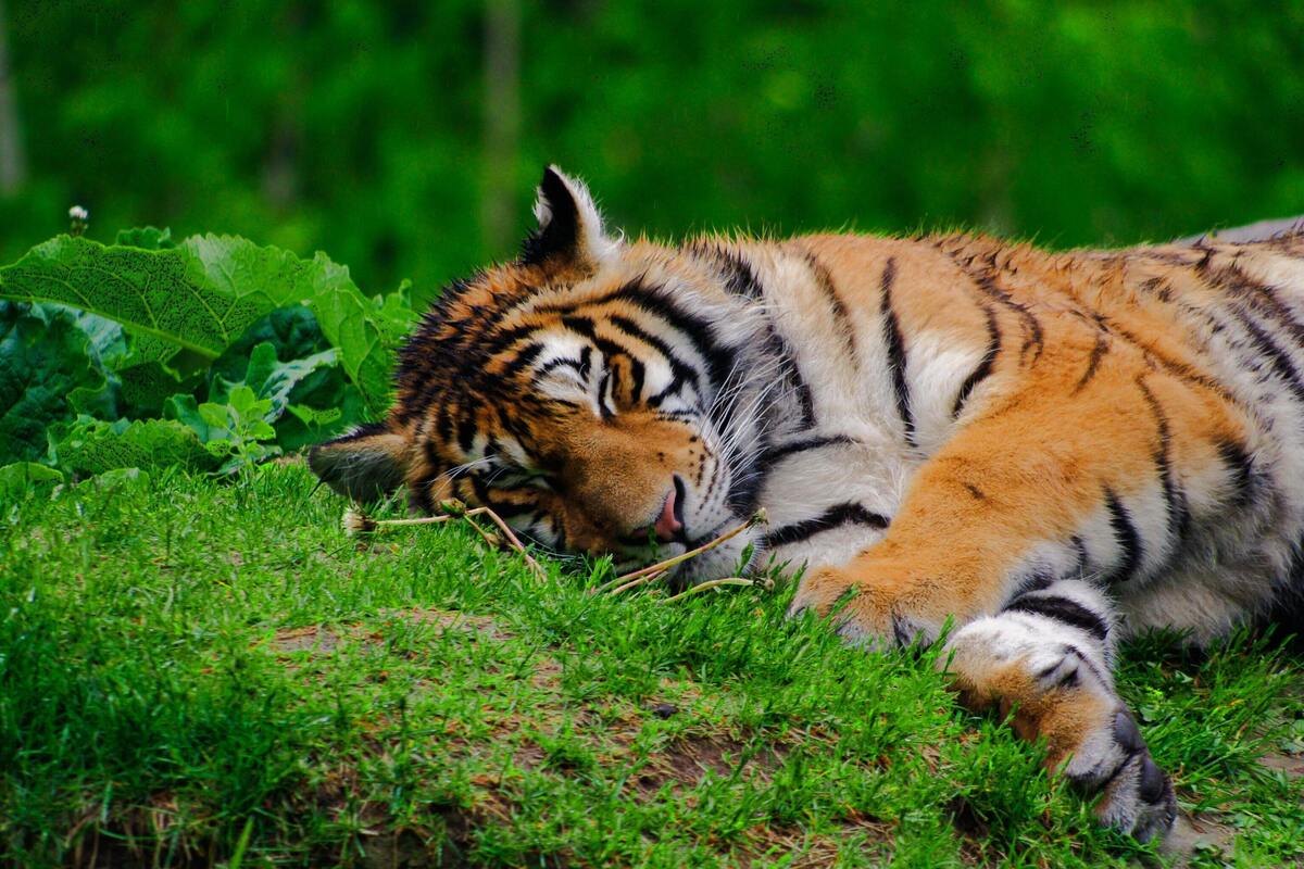 Tigre deitado na grama.