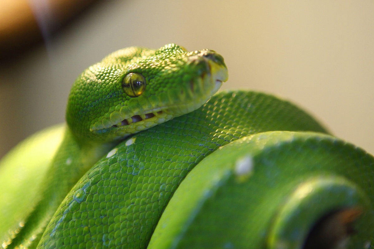 Cobra verde enrolada, apoiando a cabeça em seu próprio corpo.