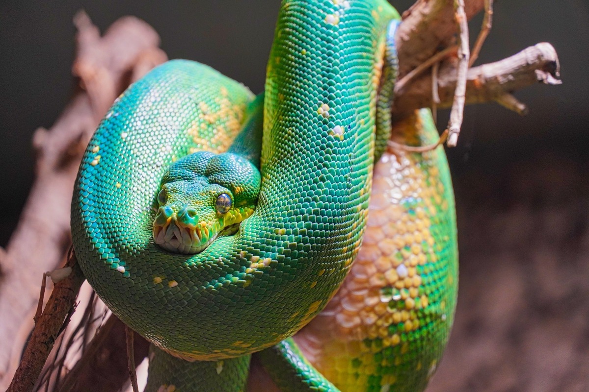 Cobra de cor verde-escuro enrolada em galho de árvore.