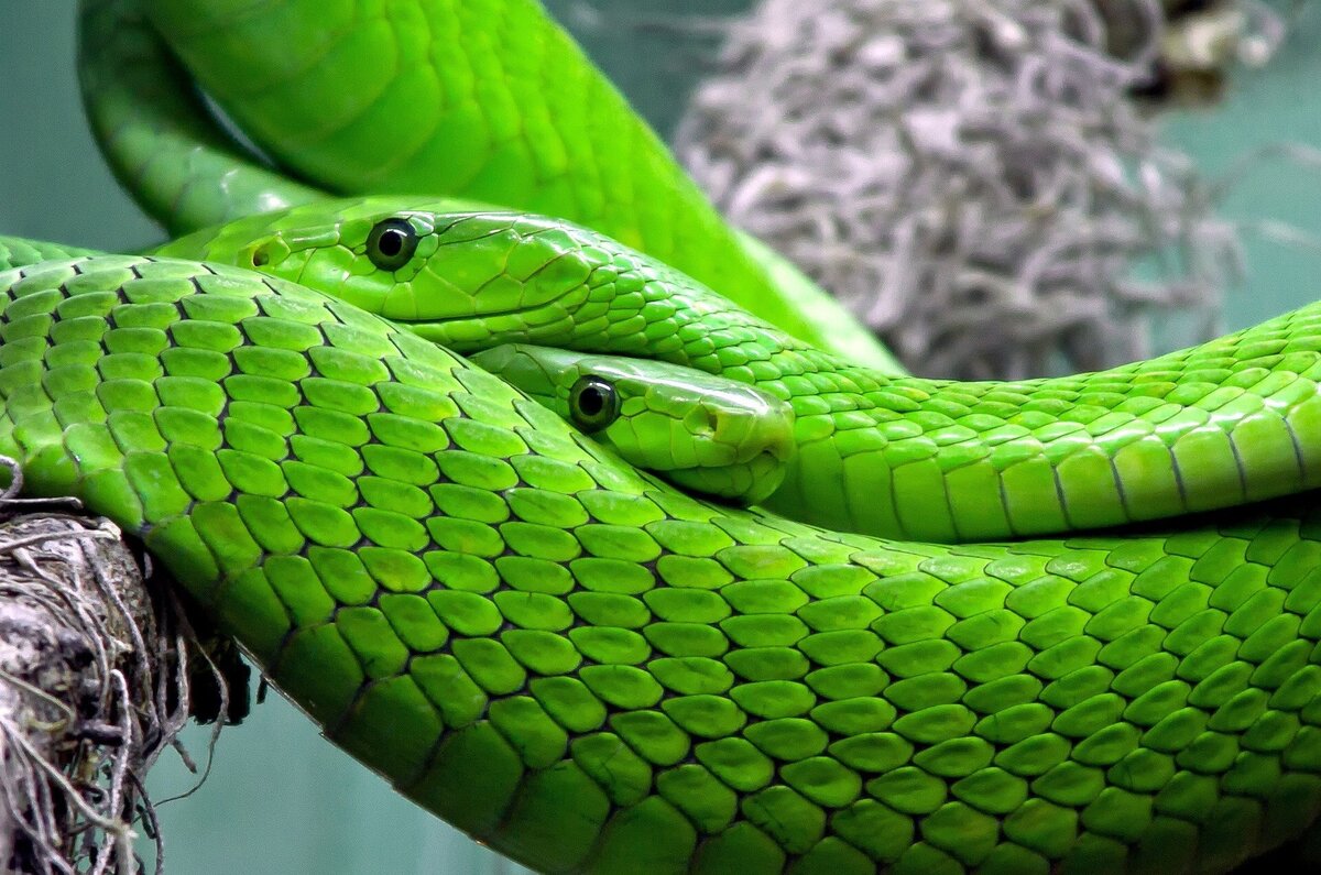 Duas cobras verdes com as cabeças apoiadas uma na outra, enquanto vêm de direções diferentes.