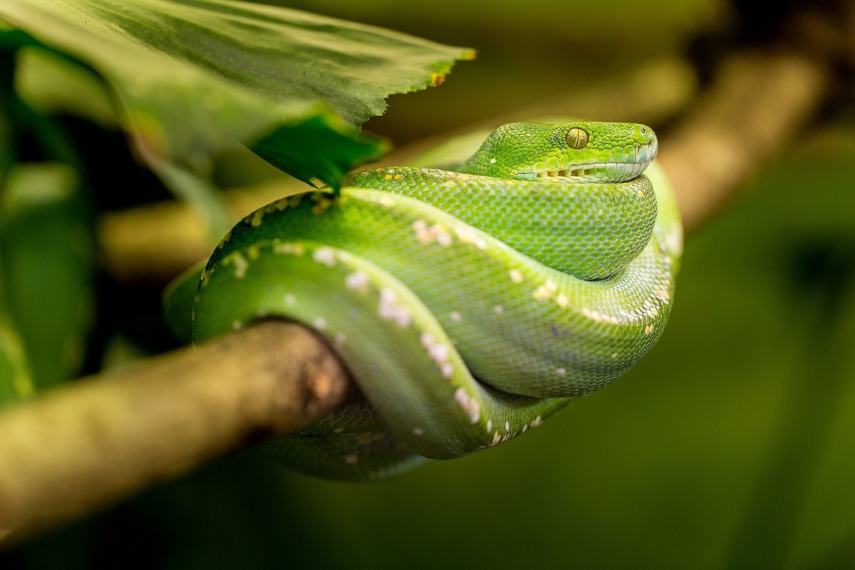 Cobra verde enrolada em galho de árvore.